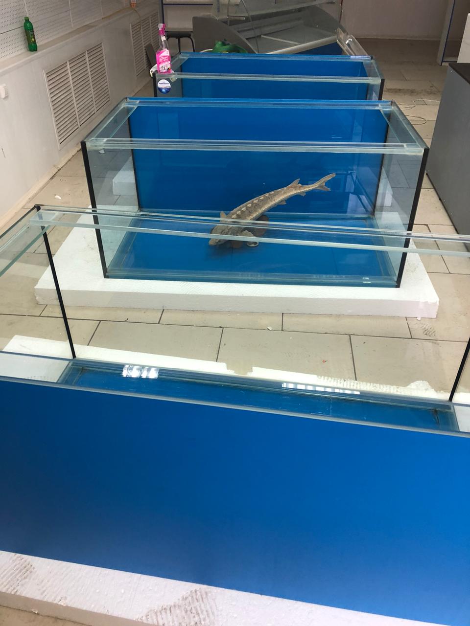 Аквариум и витрины для моллюсков и системы передержки узв для морепродуктов