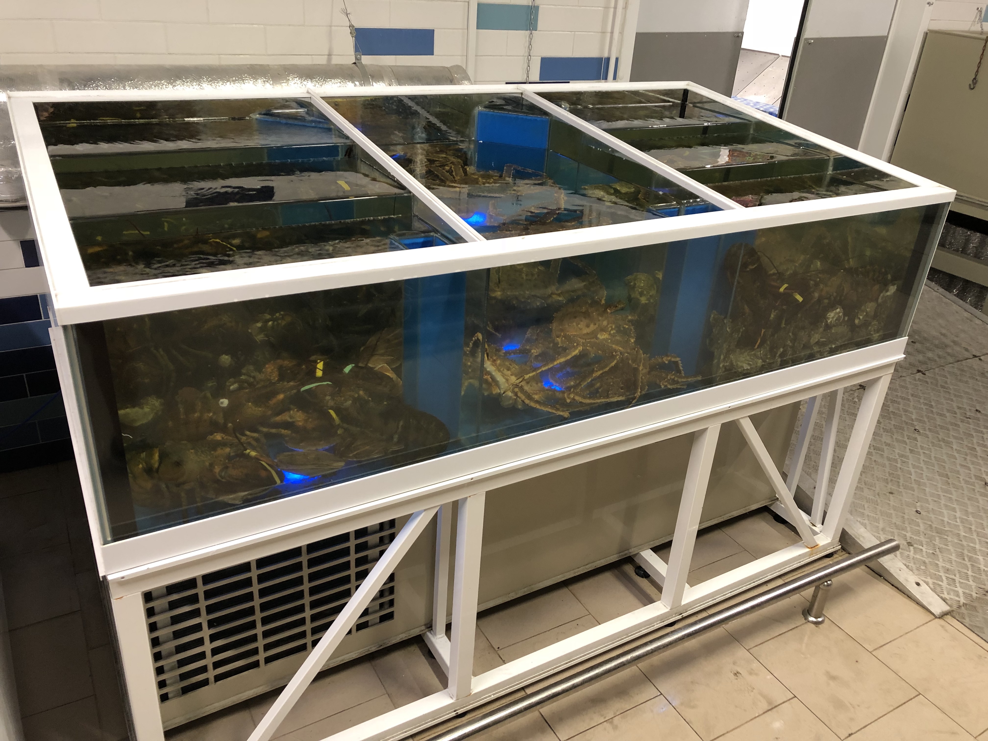 Аквариум и витрины для моллюсков и системы передержки узв для морепродуктов