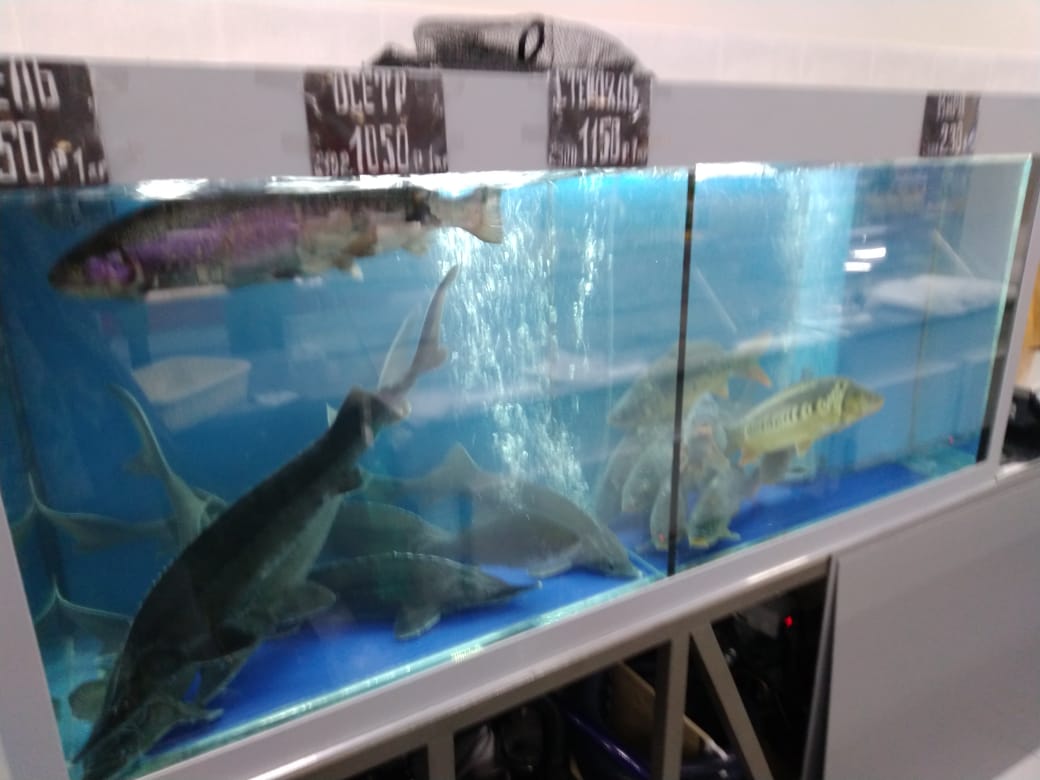 Аквариум и витрины для моллюсков и системы передержки узв для морепродуктов