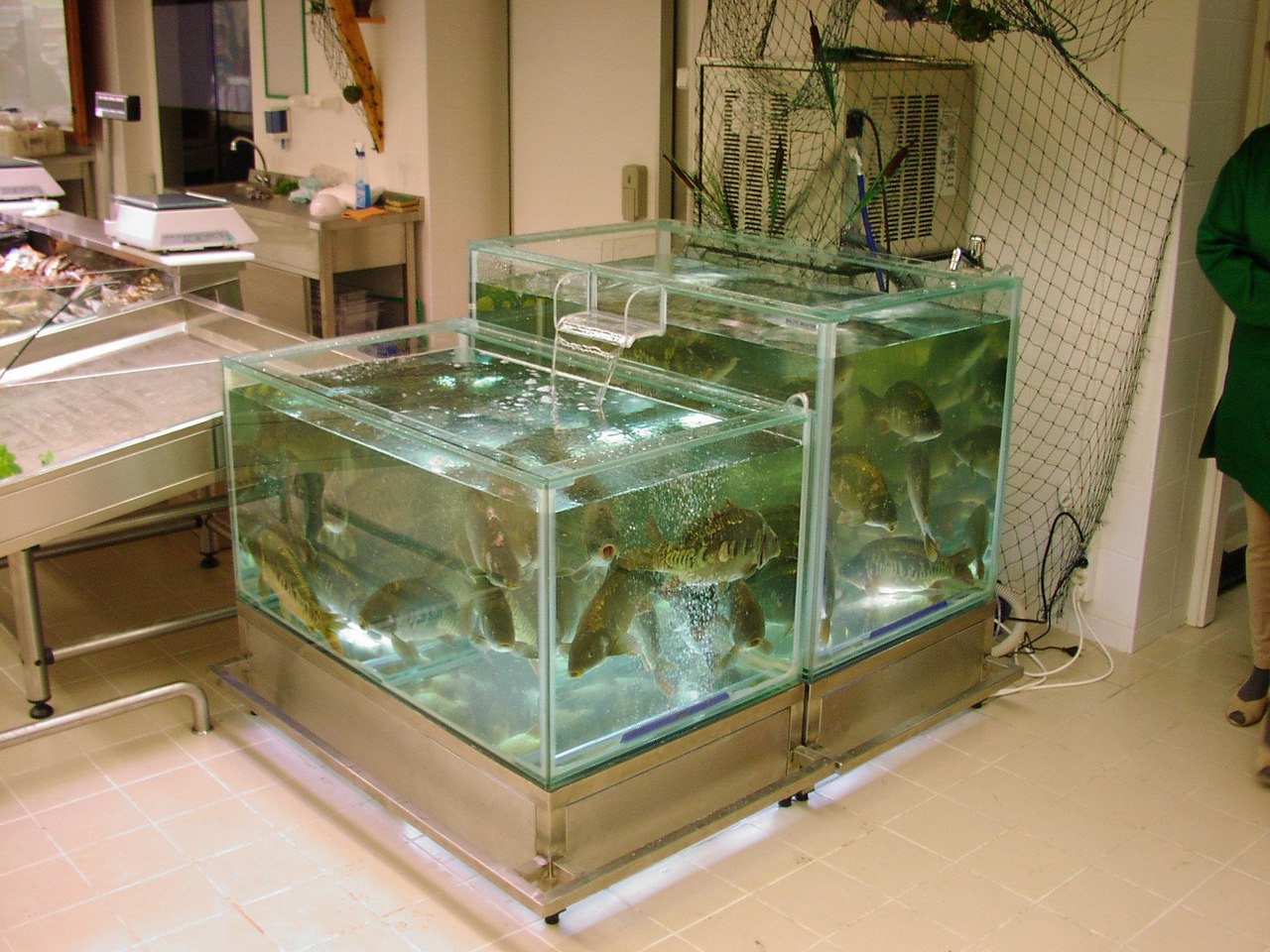 Переливной аквариум витрина для продажи живой рыбы: карпа, толстолобика, осетра, форели.