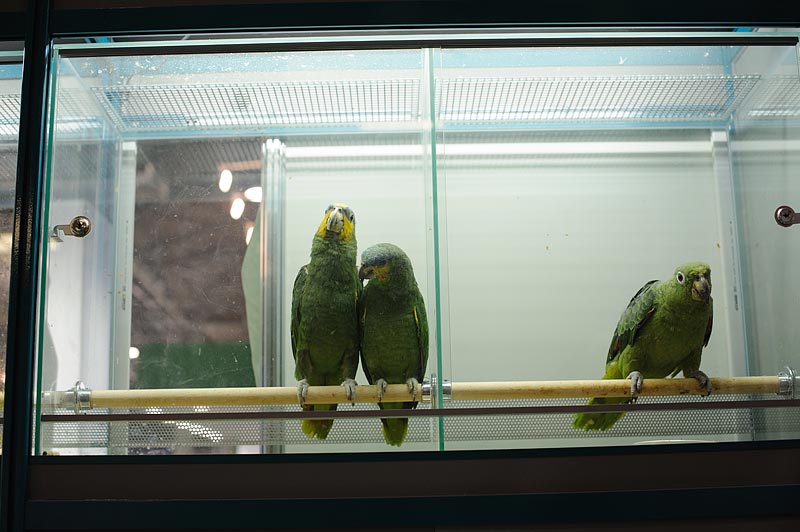 Секции крупного птичника