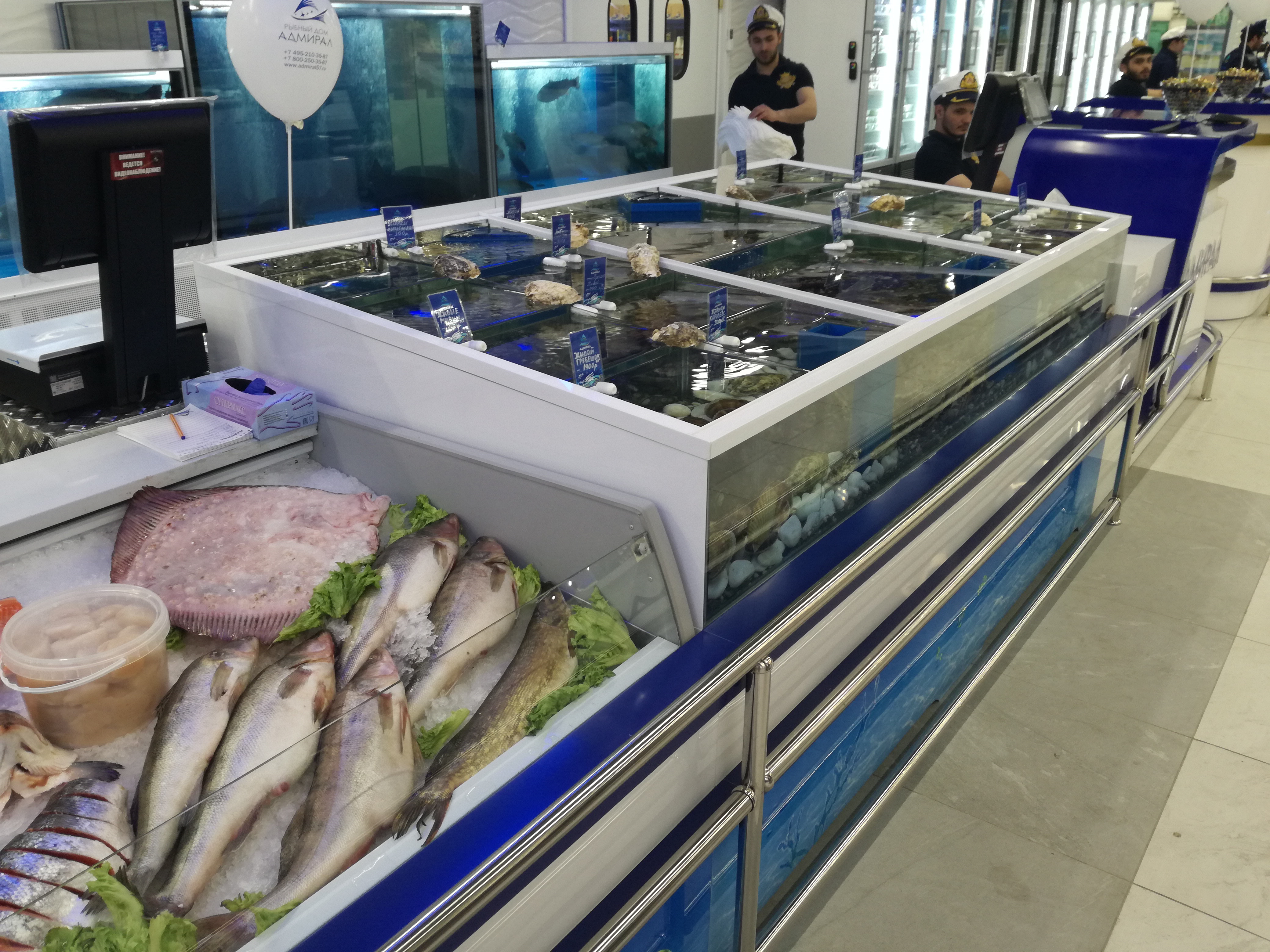 Аквариум и витрины для моллюсков и системы передержки узв для морепродуктов