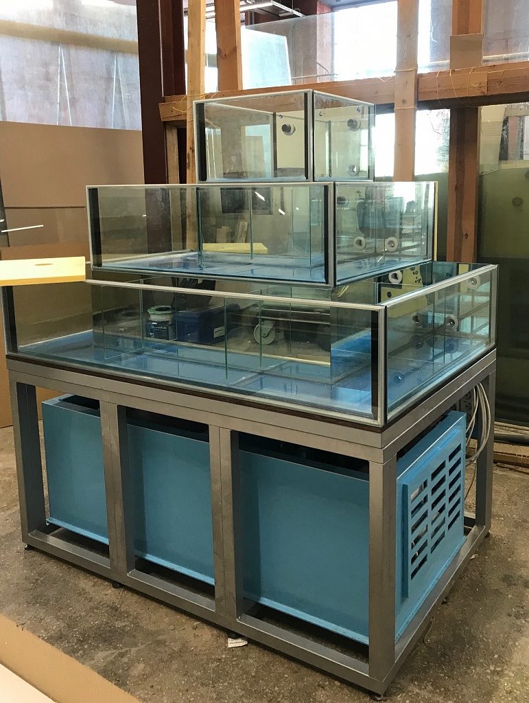 Аквариум и витрины для моллюсков и системы передержки узв для морепродуктов
